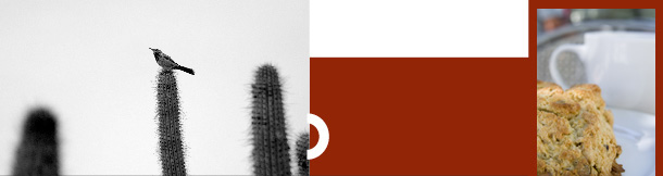 A desert bird perched on a saguaro cactus beside a close-up of a fresh scone and coffee