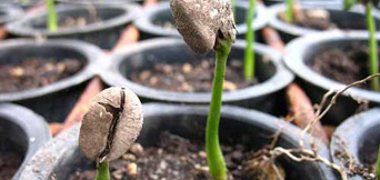 Coffee seedlings sprouting from beans in small nursery pots
