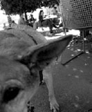 A dog resting on the shaded cafe patio