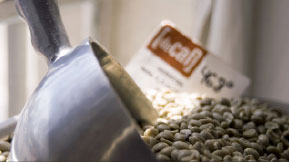 A metal scoop lifting pale green unroasted coffee beans from a burlap sack